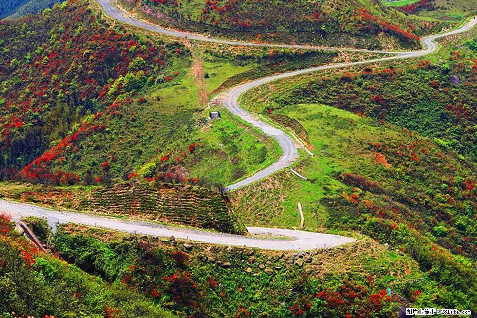 【春天，广西桂林灌阳县向您发出邀请！】春木界上映山红 - 游山玩水 - 石河子生活社区 - 石河子28生活网 shz.28life.com