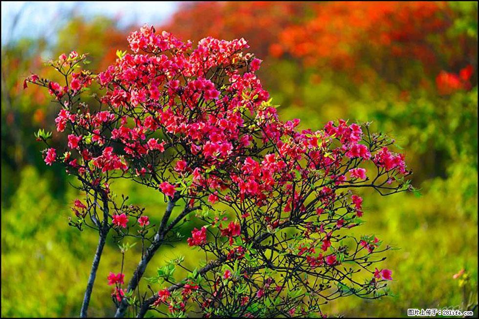 【春天，广西桂林灌阳县向您发出邀请！】春木界上映山红 - 游山玩水 - 石河子生活社区 - 石河子28生活网 shz.28life.com