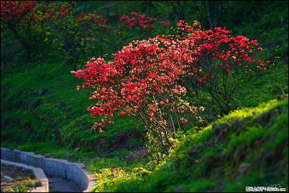 【春天，广西桂林灌阳县向您发出邀请！】春木界上映山红 - 游山玩水 - 石河子生活社区 - 石河子28生活网 shz.28life.com