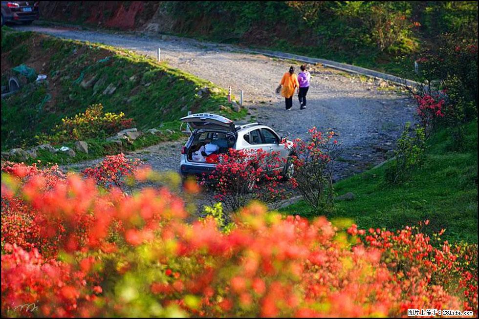 【春天，广西桂林灌阳县向您发出邀请！】春木界上映山红 - 游山玩水 - 石河子生活社区 - 石河子28生活网 shz.28life.com