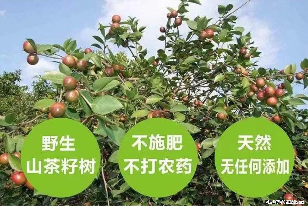 【灌阳县油茶产业示范区】一个有着充实的精神生活的人,对待身外之物自会有一种淡泊的态度 - 美食天地 - 石河子生活社区 - 石河子28生活网 shz.28life.com