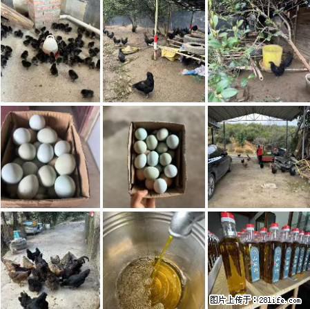 油茶园从小鸡仔开始养起的纯土鸡、土鸡蛋可以预定啦!还有前几天刚榨的纯山茶油哦 - 美食天地 - 石河子生活社区 - 石河子28生活网 shz.28life.com