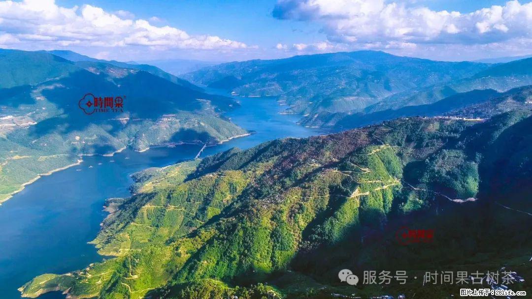 时间果百年古树龙珠普洱生茶 - 购物交流 - 石河子生活社区 - 石河子28生活网 shz.28life.com