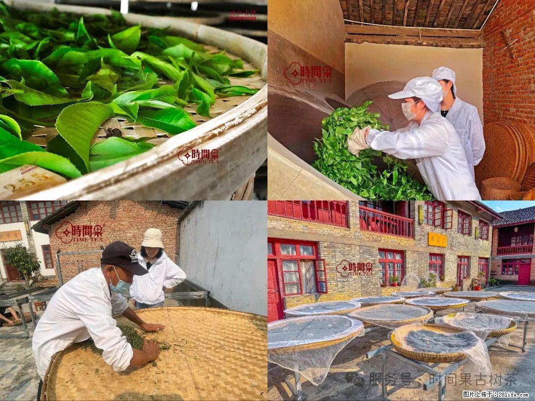 时间果百年古树龙珠普洱生茶 - 购物交流 - 石河子生活社区 - 石河子28生活网 shz.28life.com