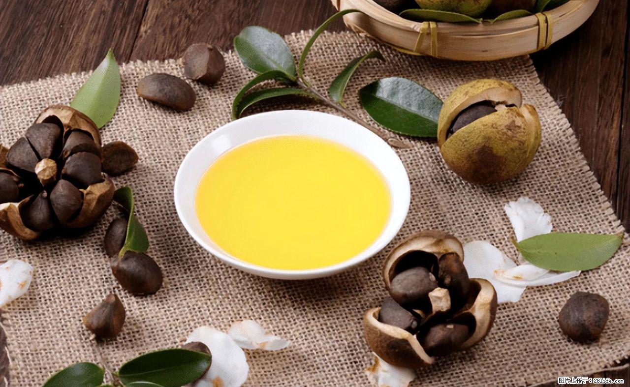 揭秘茶油的5大核心营养成分!被称为人体健康的“守护盾”! - 石河子生活资讯 - 石河子28生活网 shz.28life.com