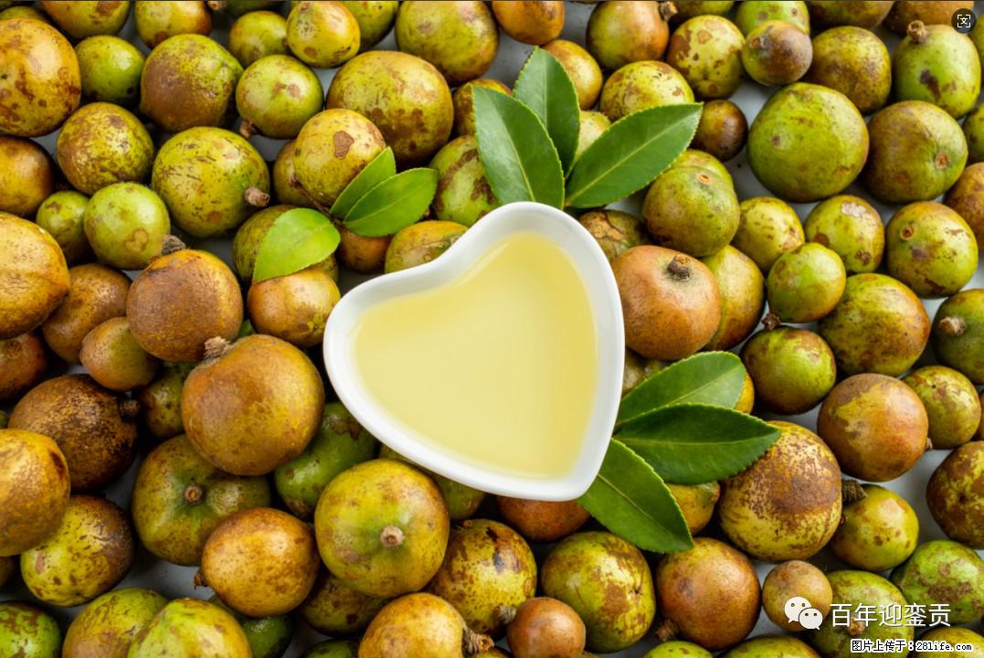 世界没有真相,只有认知,最好的食用油是中国的山茶油! - 石河子生活资讯 - 石河子28生活网 shz.28life.com