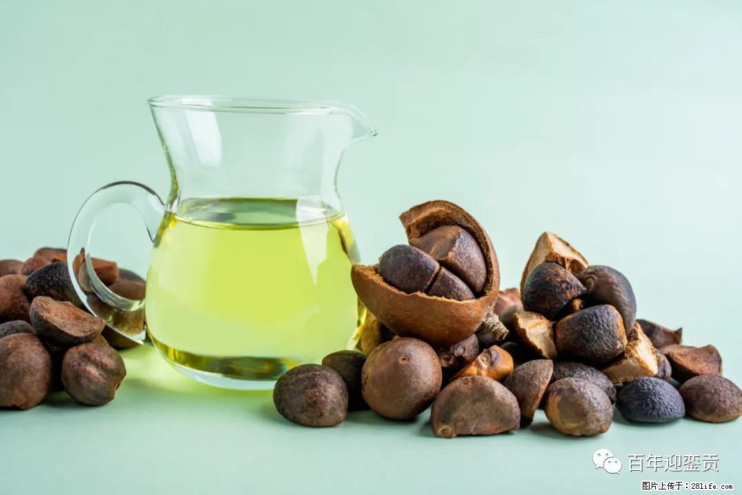 世界没有真相，只有认知，最好的食用油是中国的山茶油！ - 石河子生活资讯 - 石河子28生活网 shz.28life.com