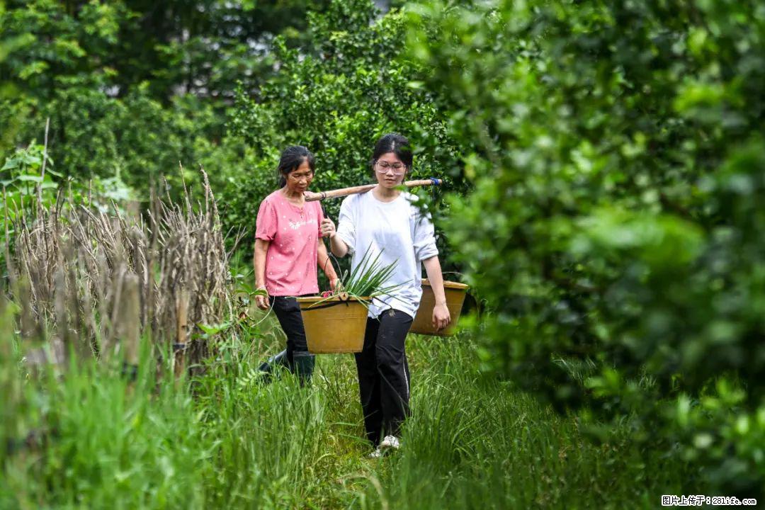 全网追的“扁担女孩”,找了一份暑假工,时薪12元 - 石河子生活资讯 - 石河子28生活网 shz.28life.com