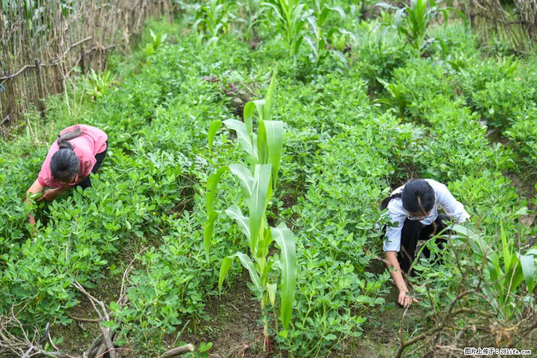 全网追的“扁担女孩”,找了一份暑假工,时薪12元 - 石河子生活资讯 - 石河子28生活网 shz.28life.com