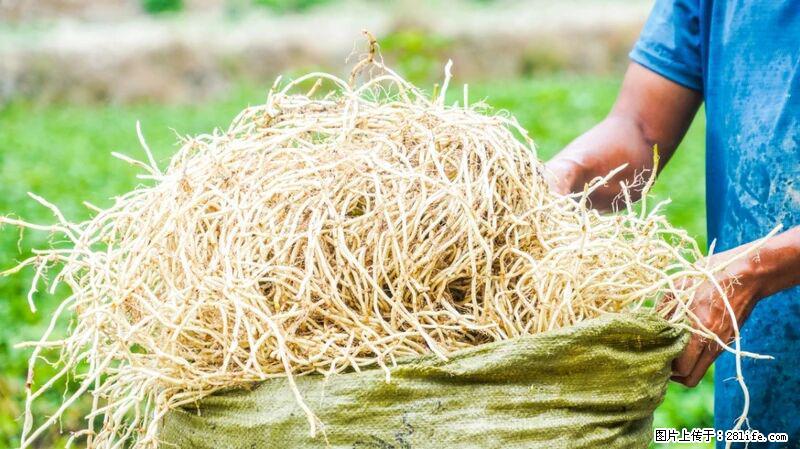 堪称“最难吃”的蔬菜,却是 “抗辐射神器”,还能护肺、清热、止咳化痰! - 石河子生活资讯 - 石河子28生活网 shz.28life.com