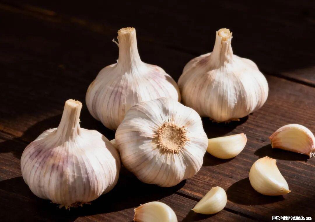 关于大蒜，除了“天然抗生素”，这4个谣言更该警惕! - 石河子生活资讯 - 石河子28生活网 shz.28life.com