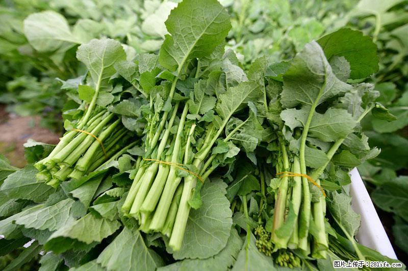 这些蔬菜是“天然钙片”，这6种被医生重点推荐 - 石河子生活资讯 - 石河子28生活网 shz.28life.com